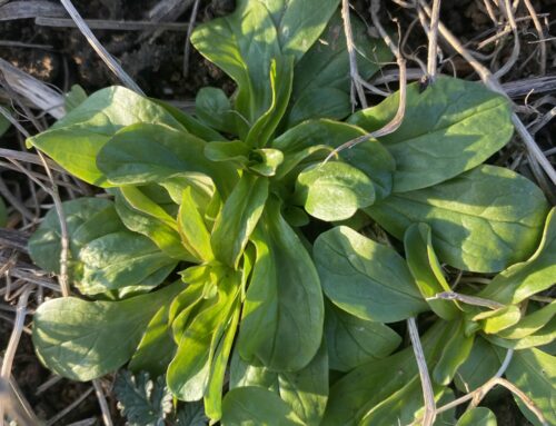 Cueillette au jardin